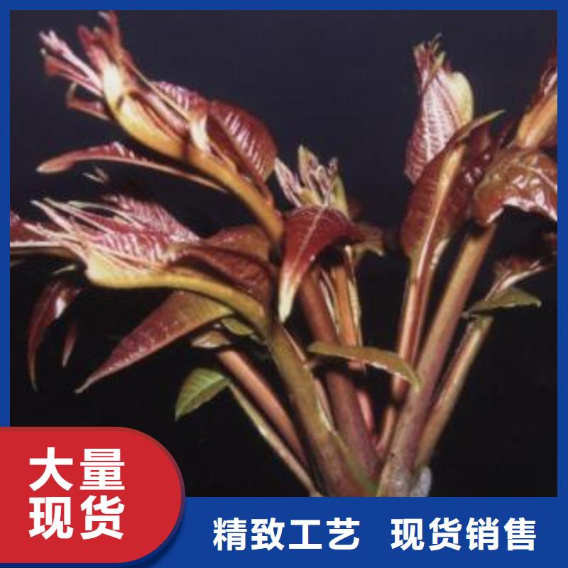采购香椿苗必看-经验丰富