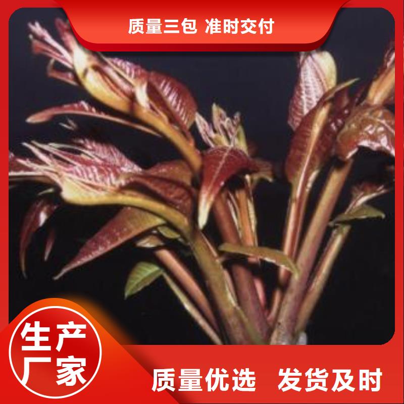 采购香椿苗必看-厂家直销本地生产厂家