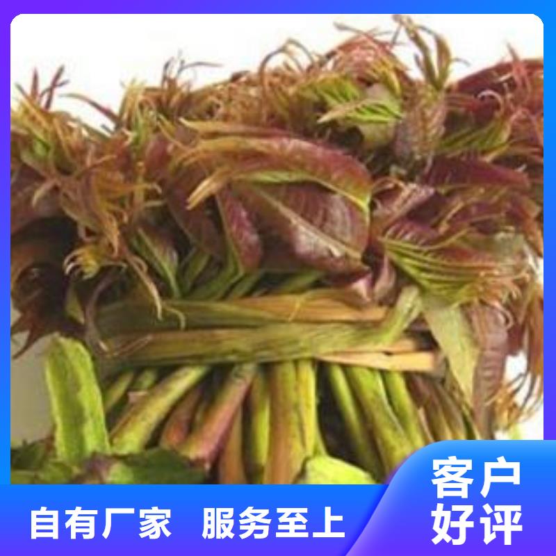 香椿苗厂家现货销售