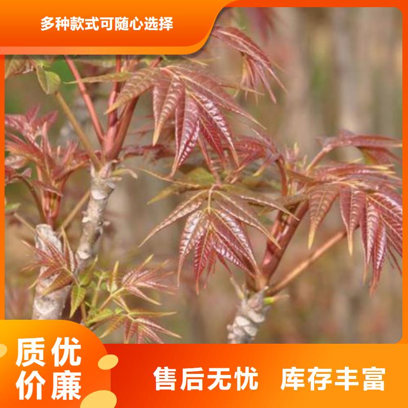 香椿苗品牌