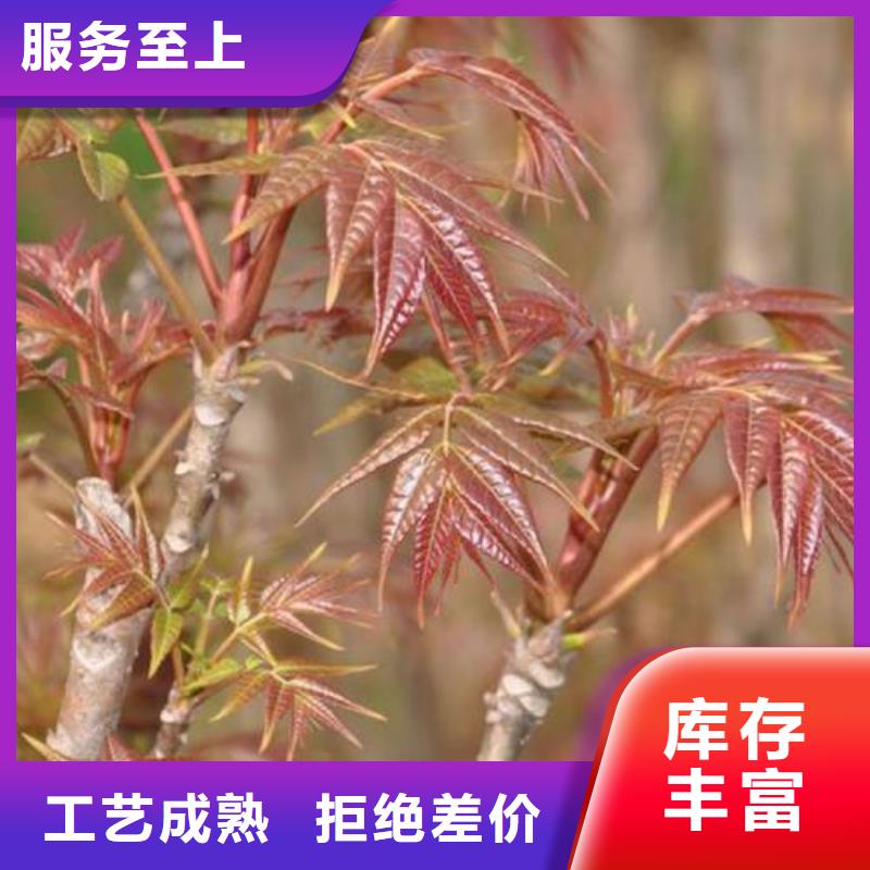 优质香椿苗源头厂家
