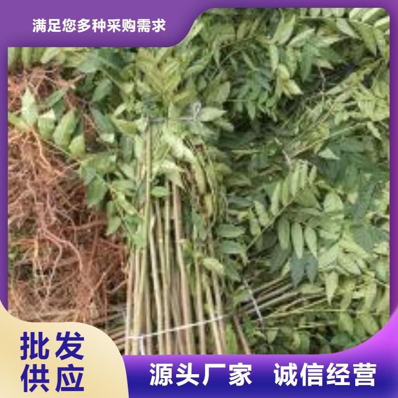 香椿苗售后服务好