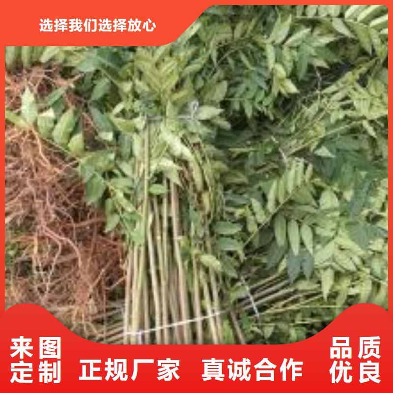 质优价廉的香椿苗生产厂家