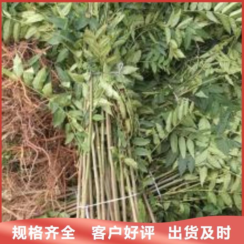 香椿苗大量批发