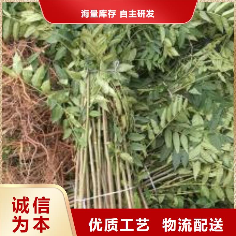 甄选：香椿苗厂家