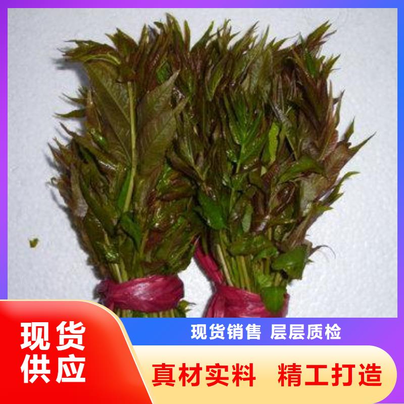 甄选：香椿苗厂家