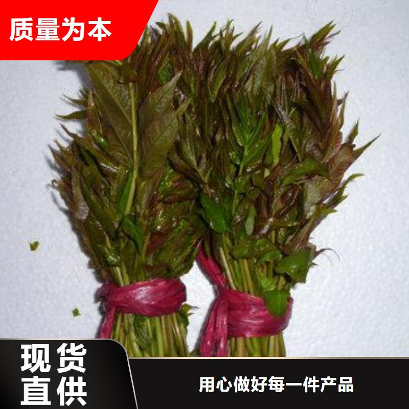 #香椿苗#-可定制