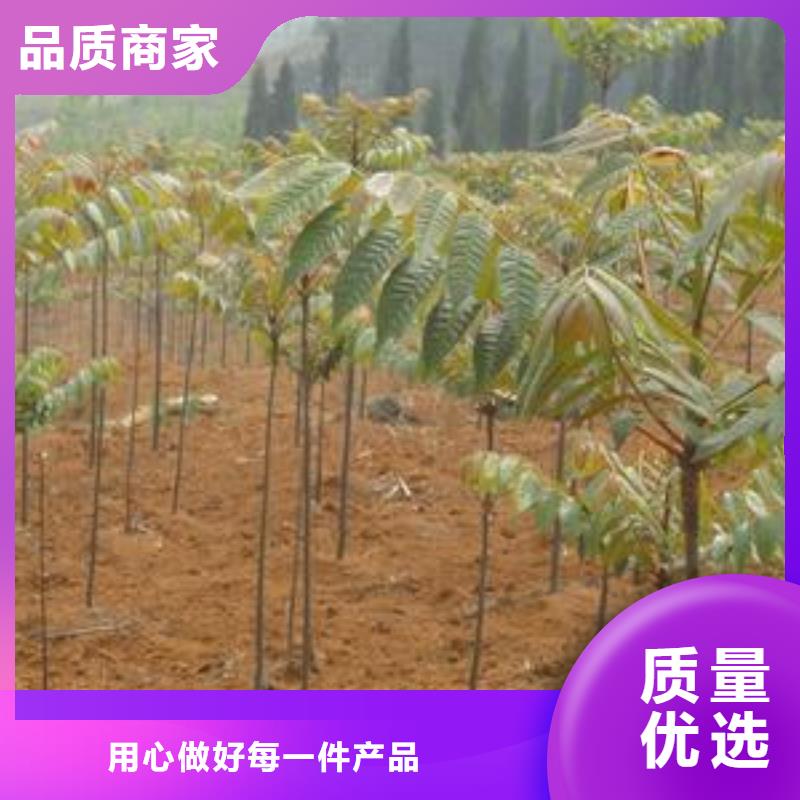 2025源头厂家#香椿苗#专业定制同城供应商