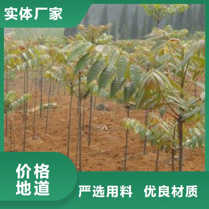 香椿苗生产直销品牌企业