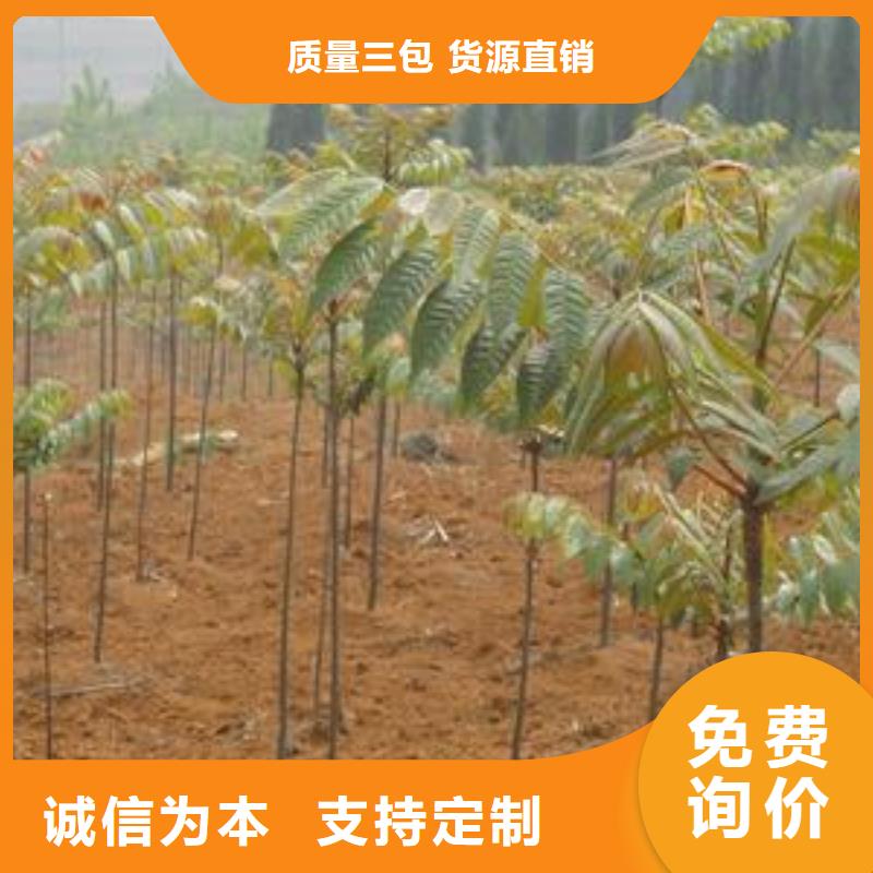 香椿苗-制作精良