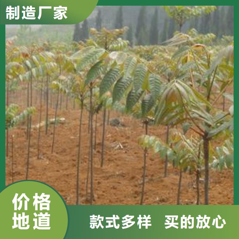 2025欢迎访问##香椿苗厂家##可定制应用广泛