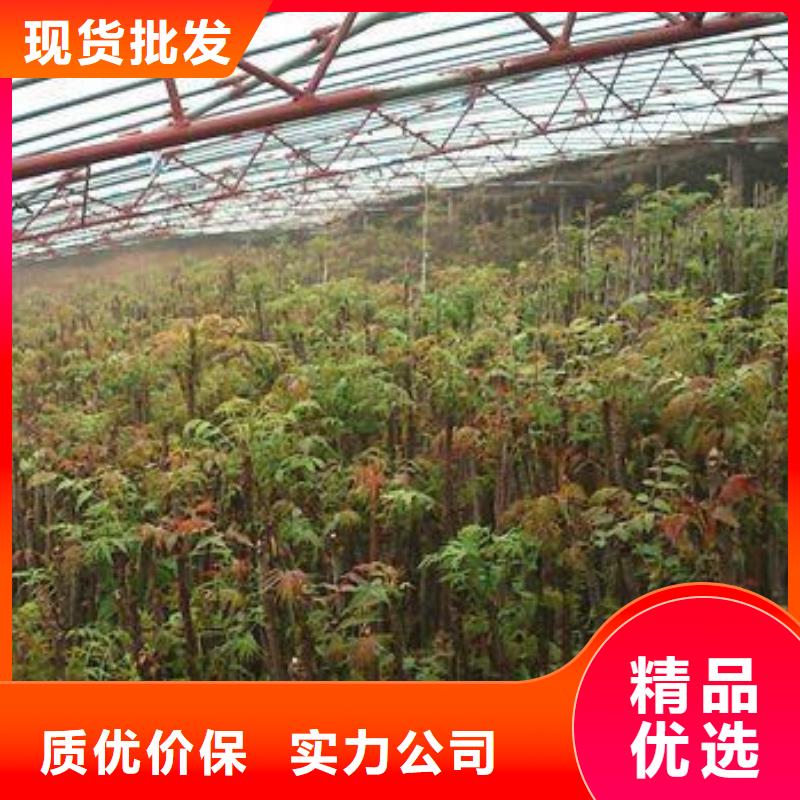香椿苗实力厂家，让您放心