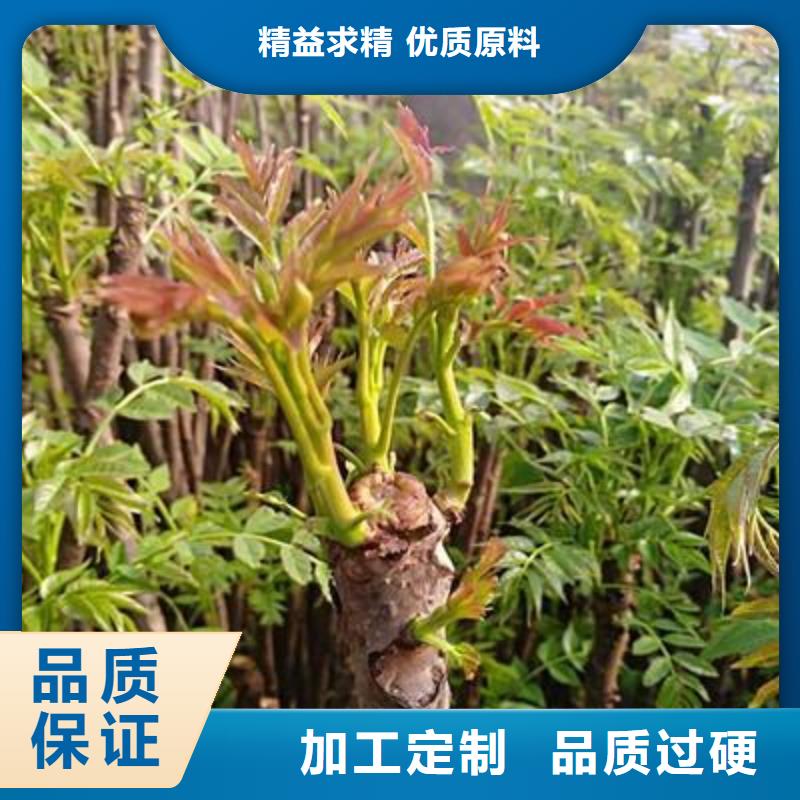 香椿苗_多年生产经验高质量高信誉