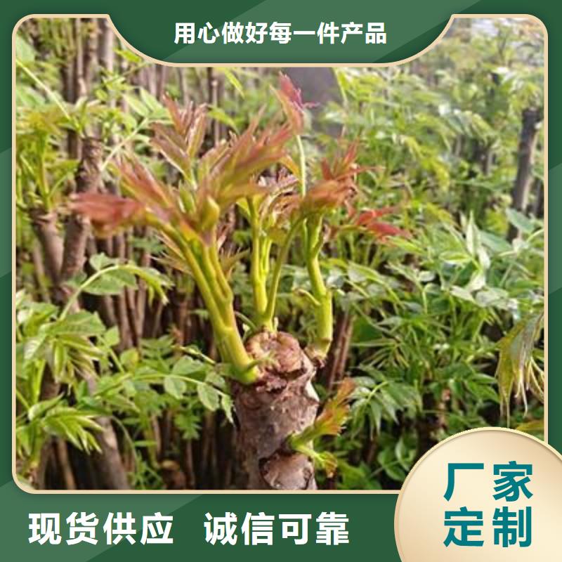 香椿苗本地厂家放心购买