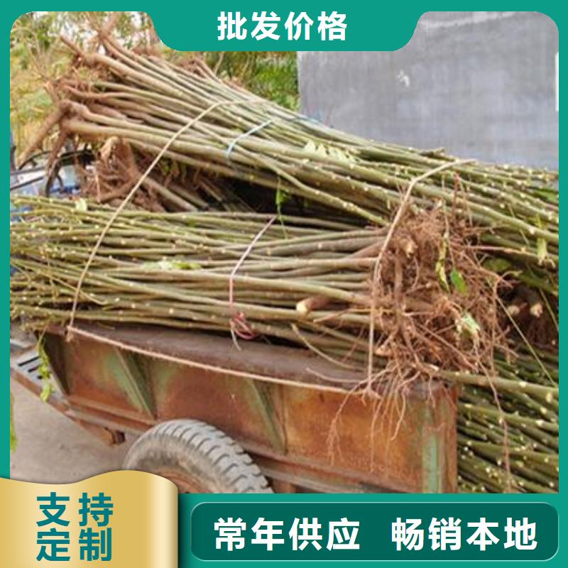 香椿苗全国包邮
