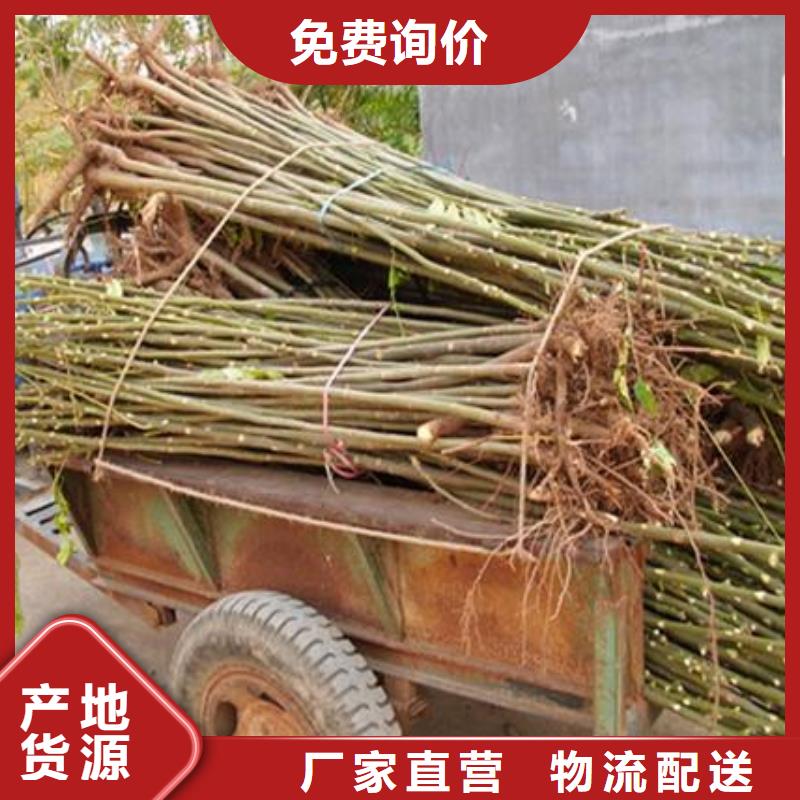 香椿苗厂家发货及时