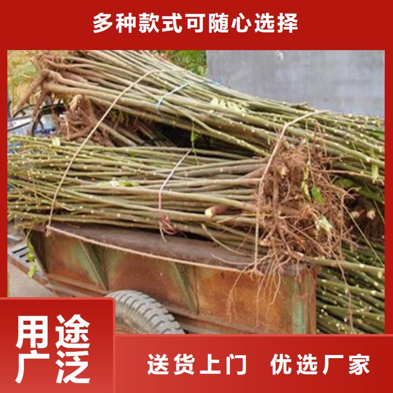 香椿苗-客户都认可一站式采购方便省心
