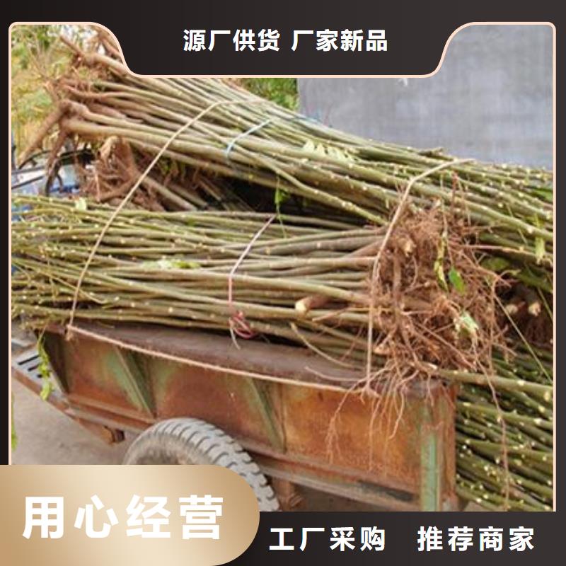 香椿苗价格-定制_兴海苗木种植合作社厂家直销货源充足