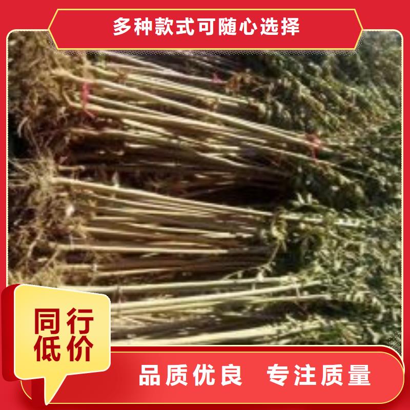 香椿苗厂家放心购厂家直销供货稳定