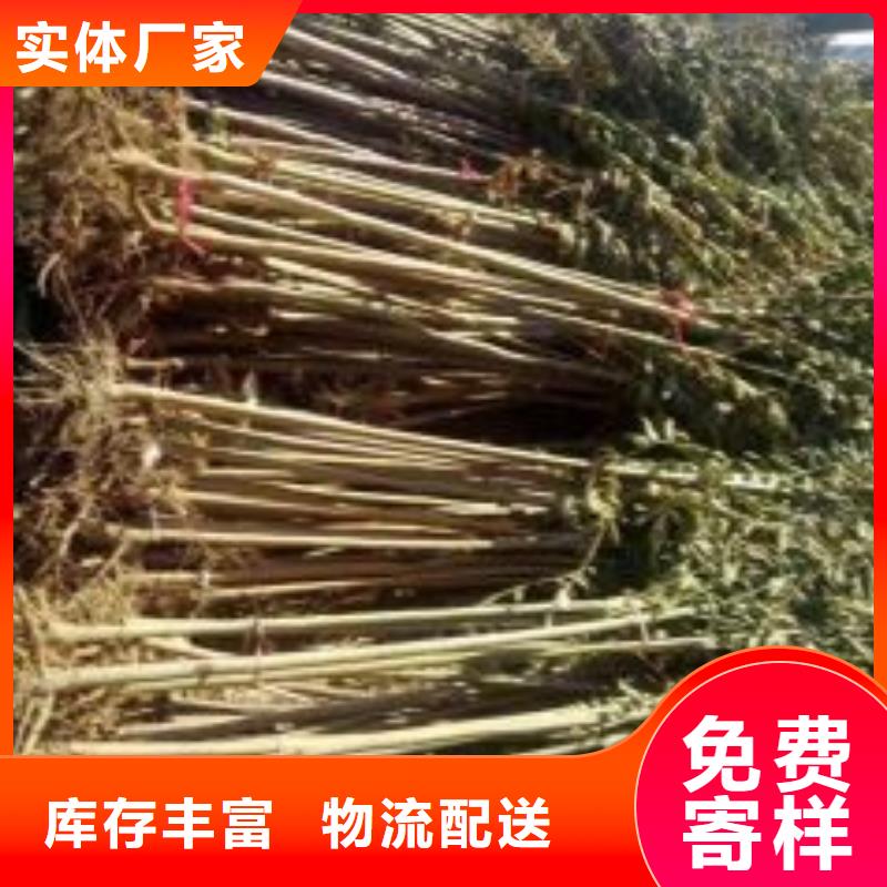 值得信赖的香椿苗厂家