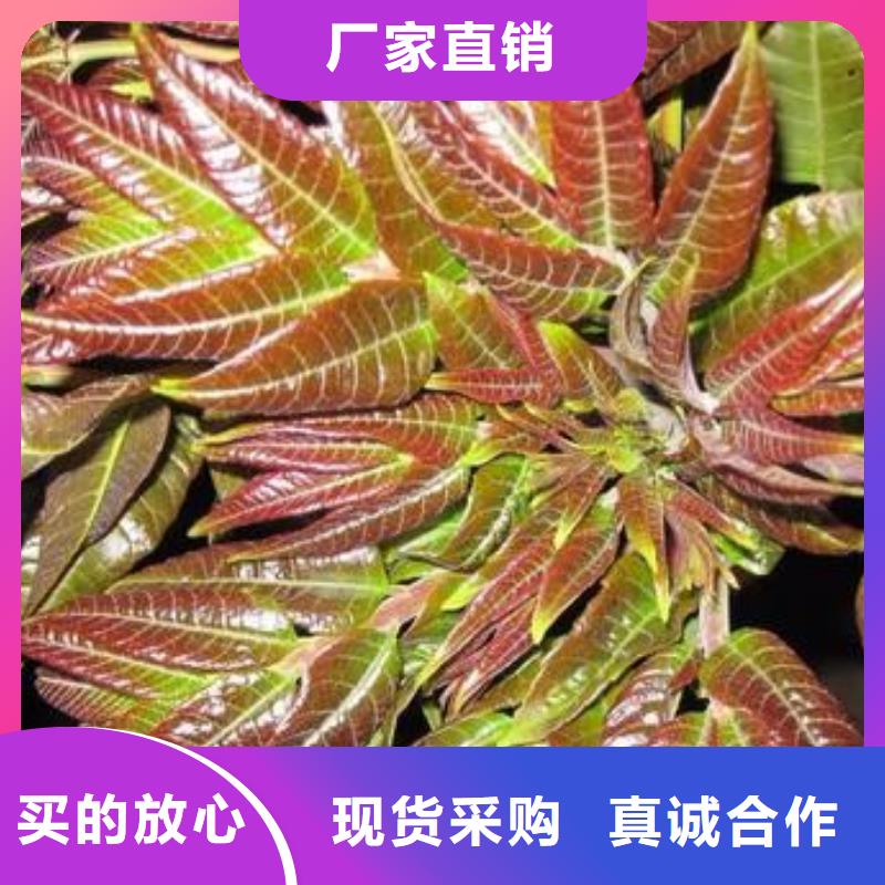 采购香椿苗必看-经验丰富