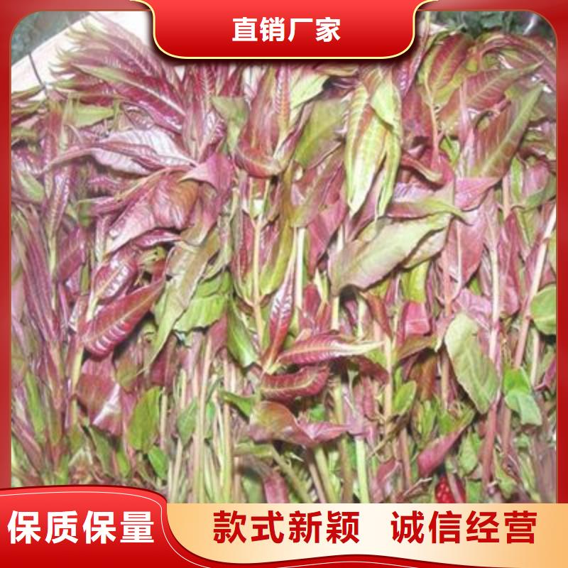 香椿苗-好产品放心可靠