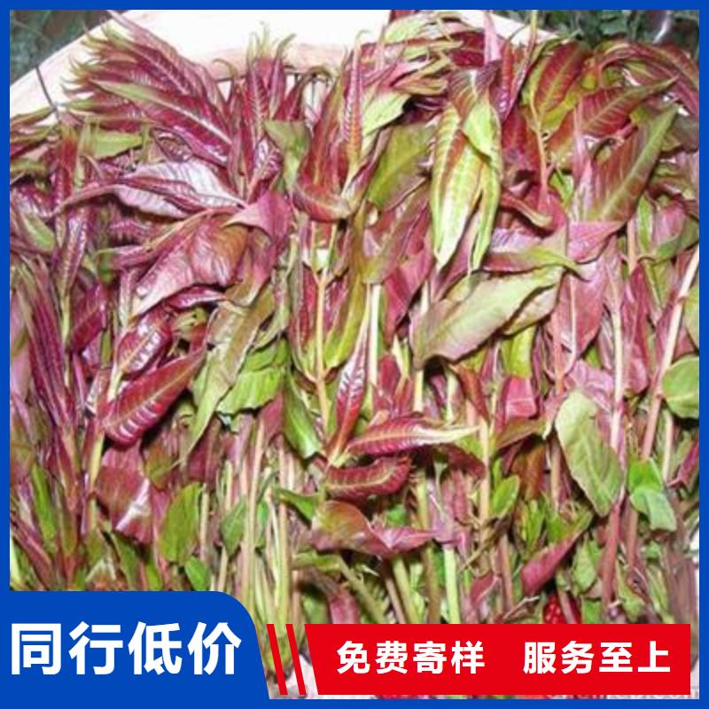 香椿苗全国包邮本地货源