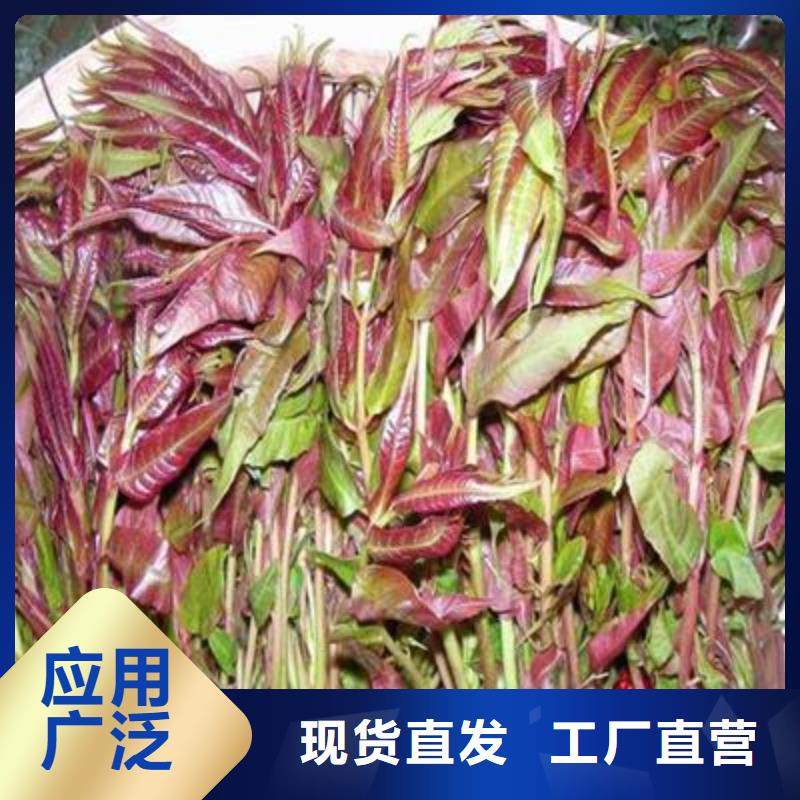 实力雄厚的香椿苗供货商来图定制量大从优