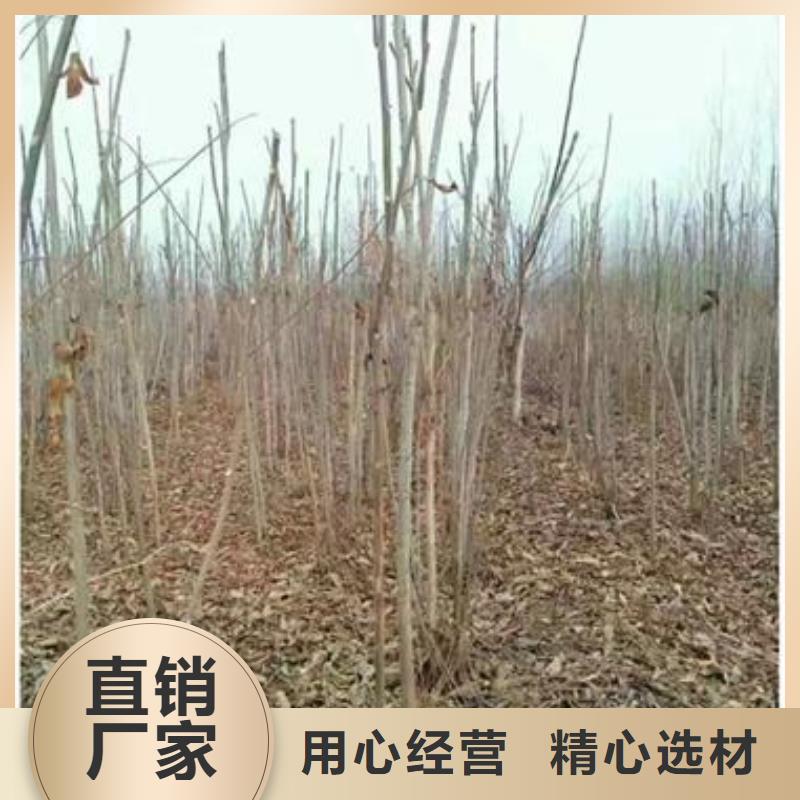 香椿苗-香椿苗保量
