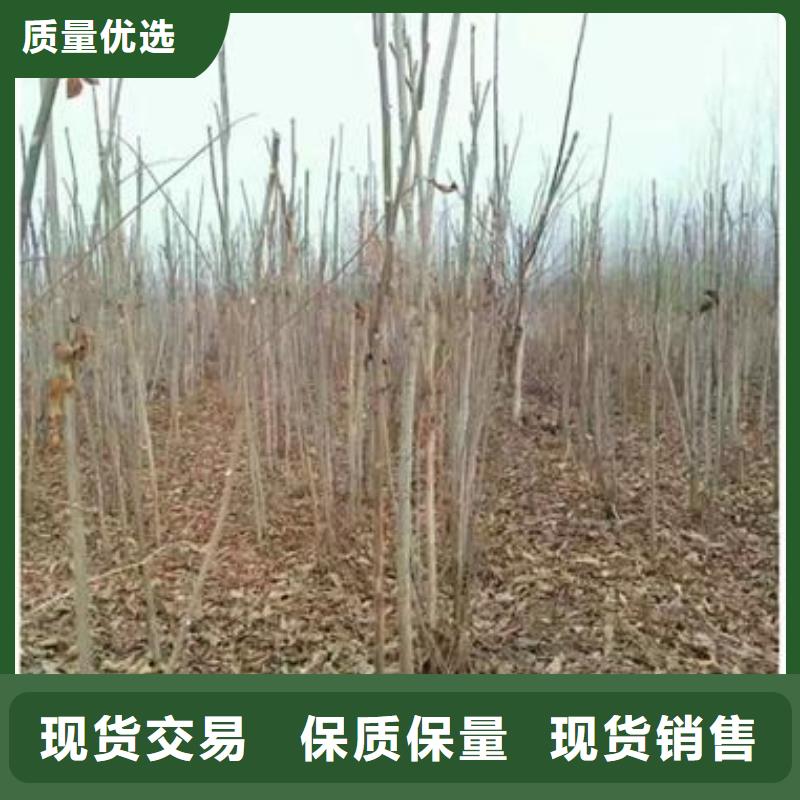 香椿苗优品质量检测