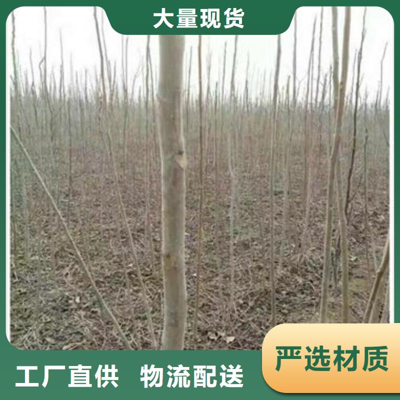 香椿苗厂家放心购