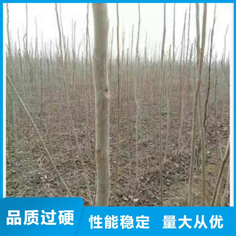 香椿苗制造专注细节使用放心