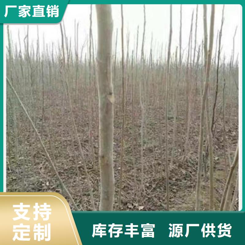 香椿苗-香椿苗好评