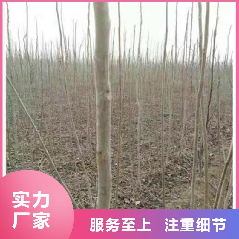 质优价廉的香椿苗生产厂家