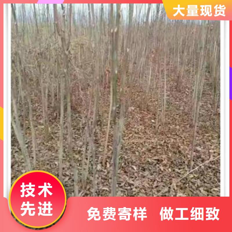 香椿苗10年生产厂家用心制作
