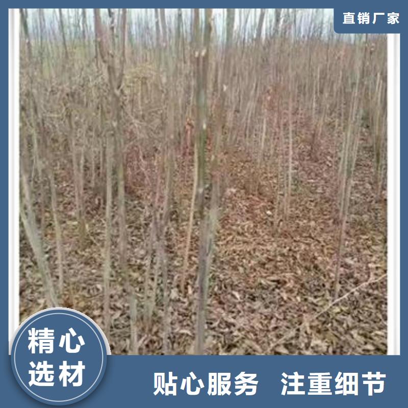 香椿苗厂家-为您服务