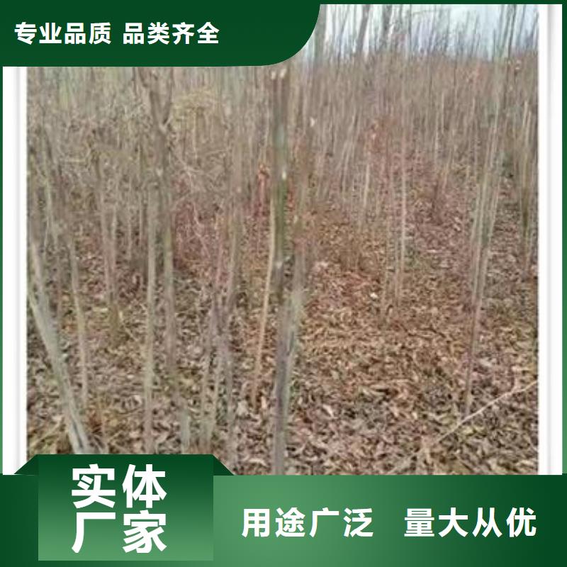 香椿苗今日行情
