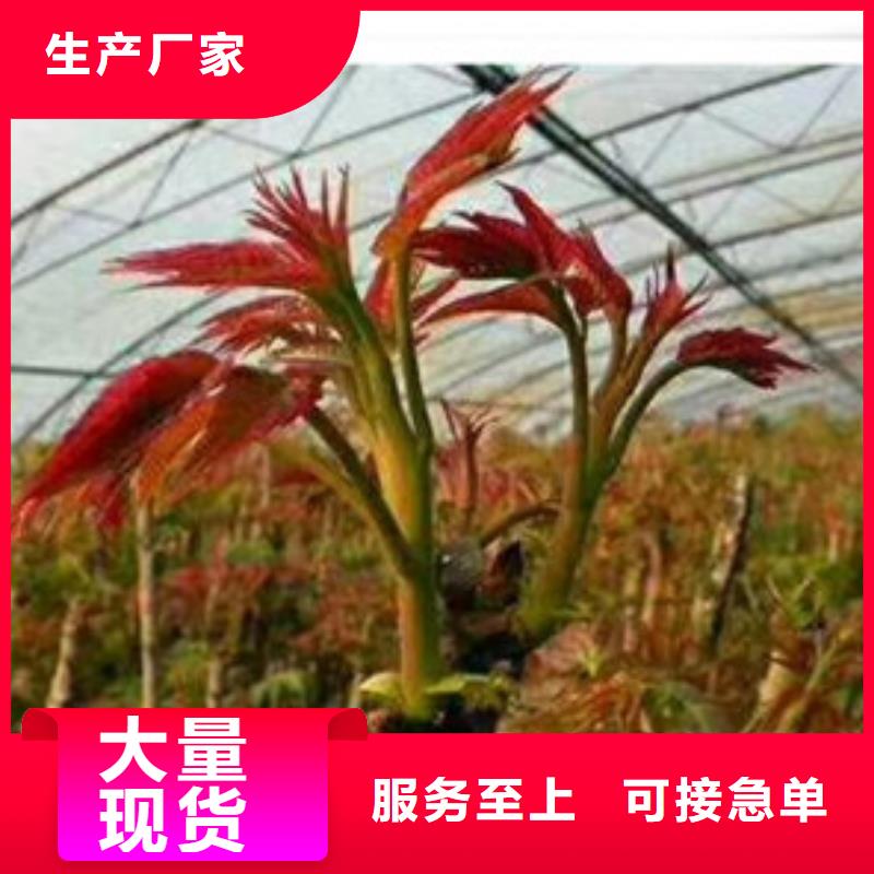 #香椿苗#出货快