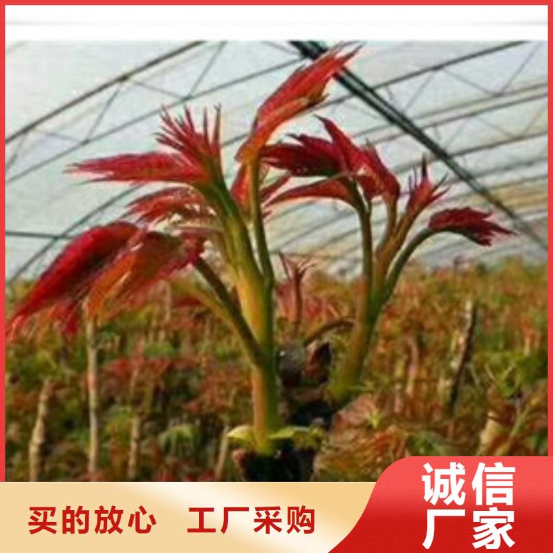 香椿苗实体大厂可放心采购