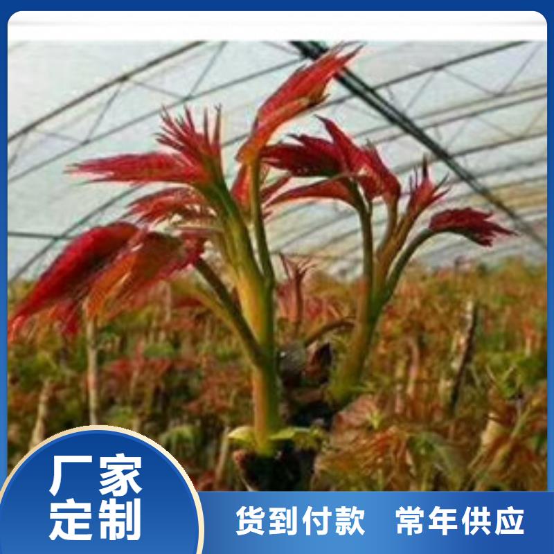 香椿苗-可送货上门