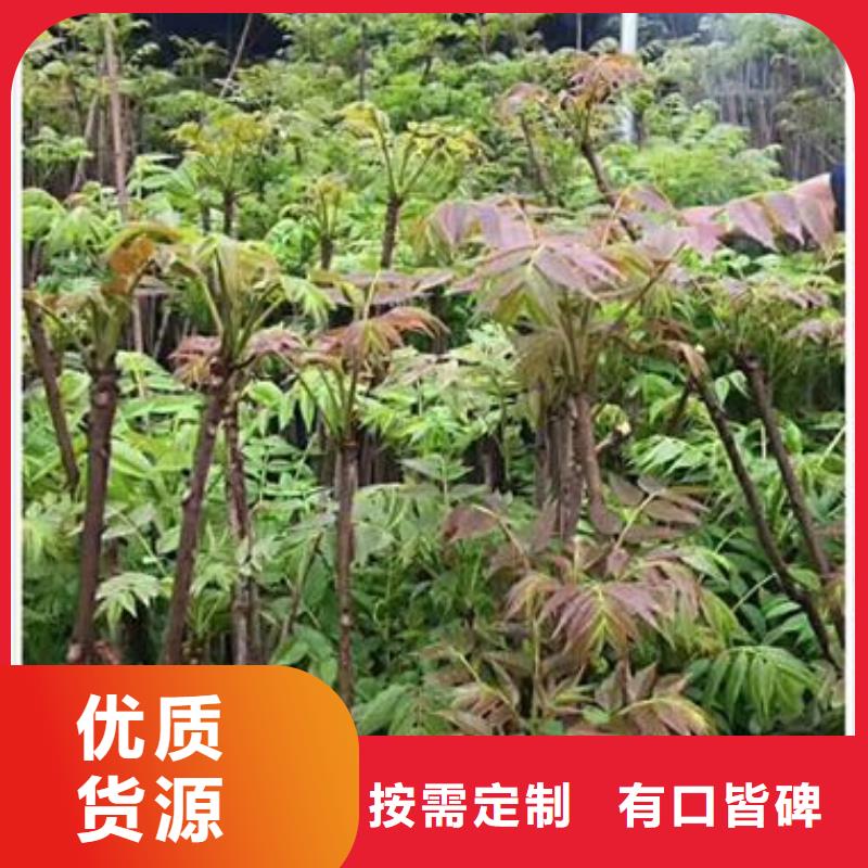 值得信赖的香椿苗本地经销商