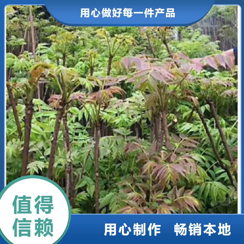 #香椿苗#-可定制