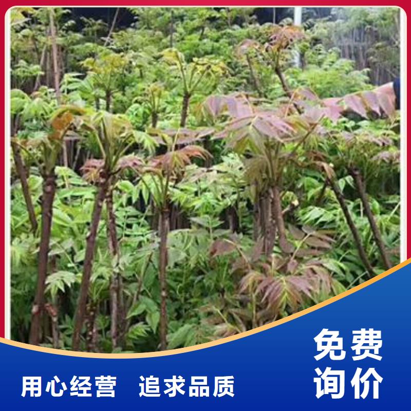 香椿苗-香椿苗好评
