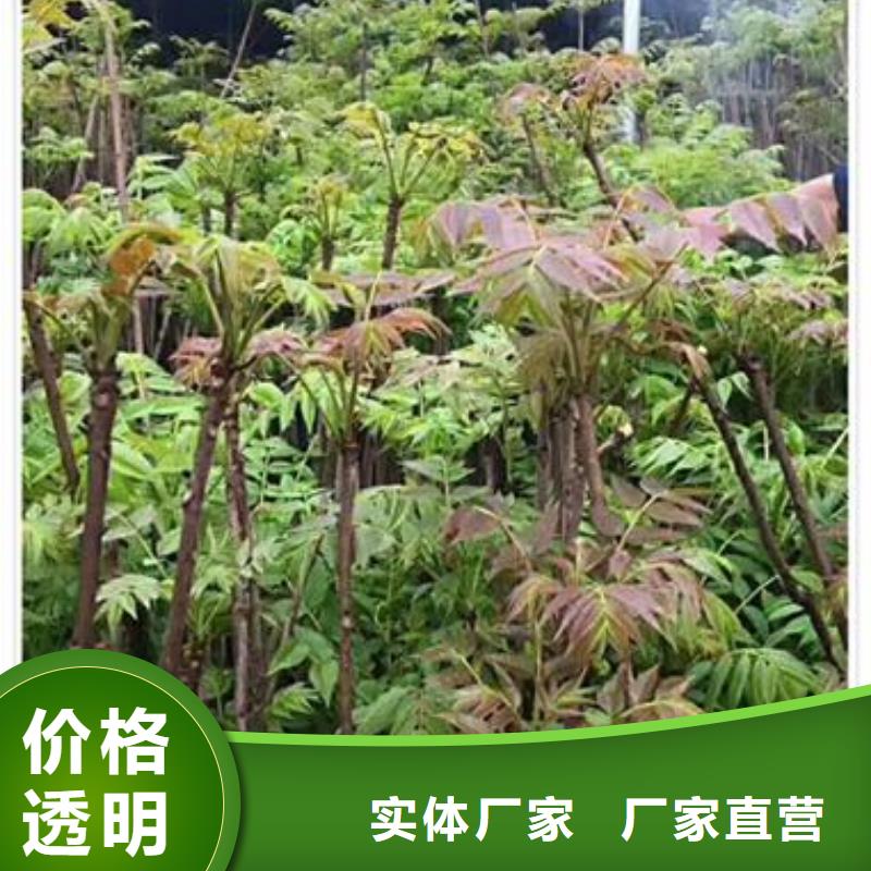 香椿苗资质齐全种类齐全