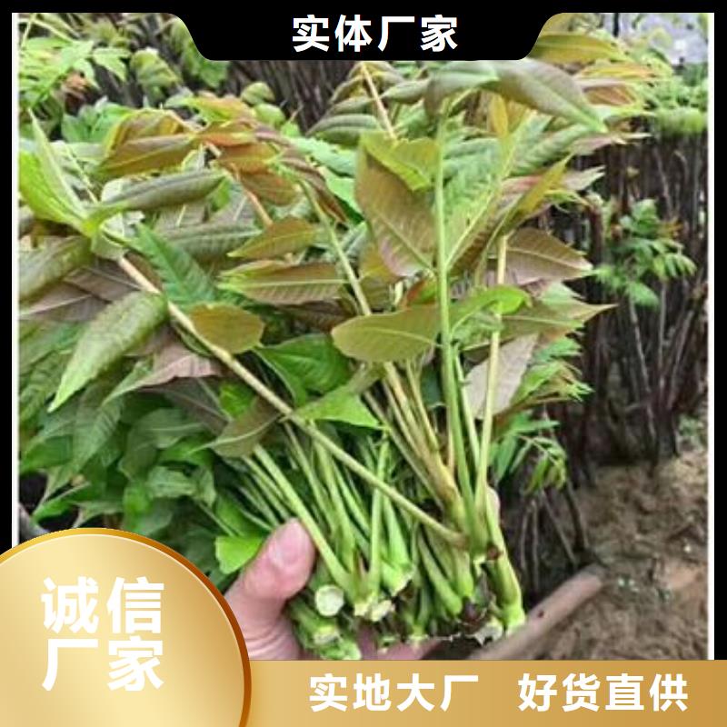 优质香椿苗-香椿苗厂家您身边的厂家