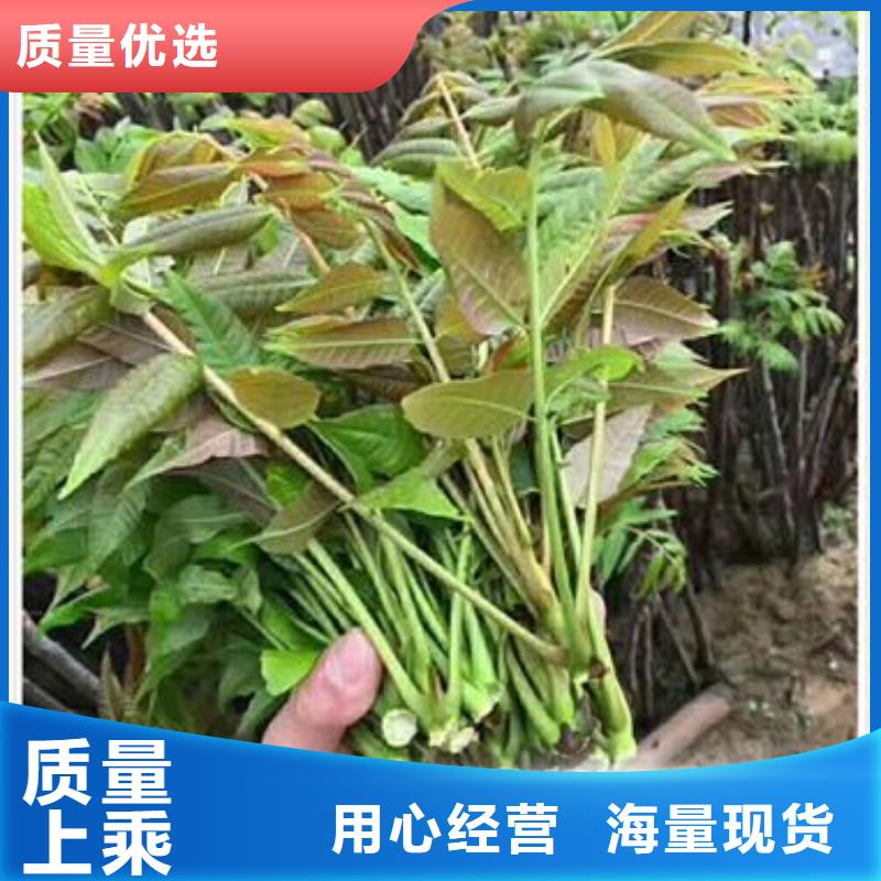 香椿苗现货厂家