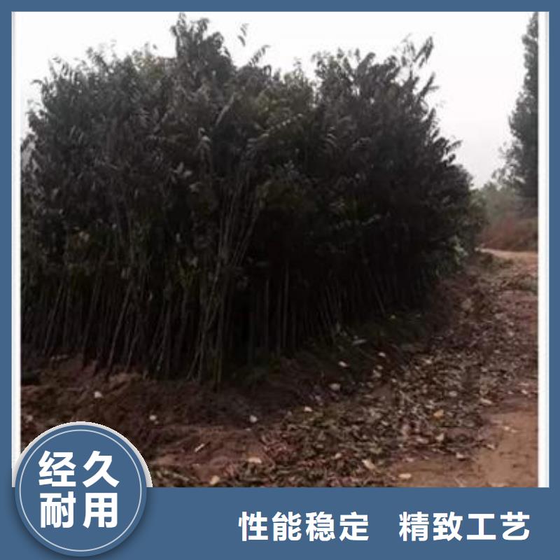 香椿苗实地厂家品质过硬