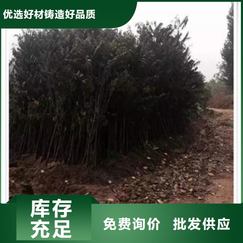 香椿苗现货厂家
