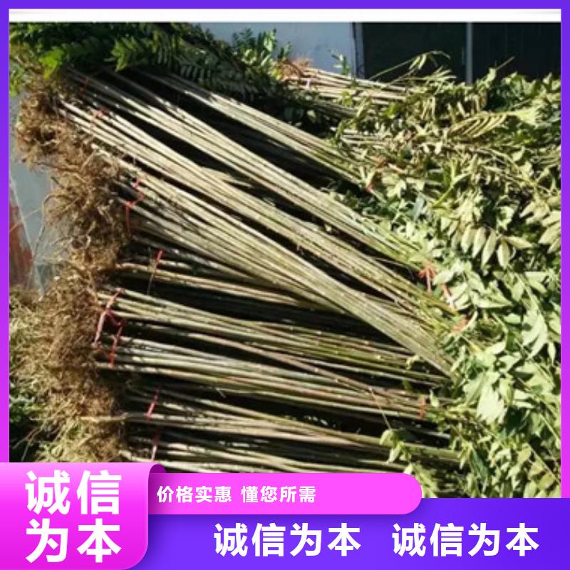 香椿苗实力批发厂家