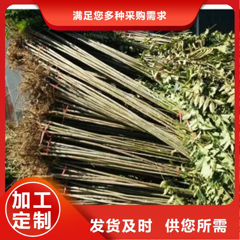 香椿苗品质过硬